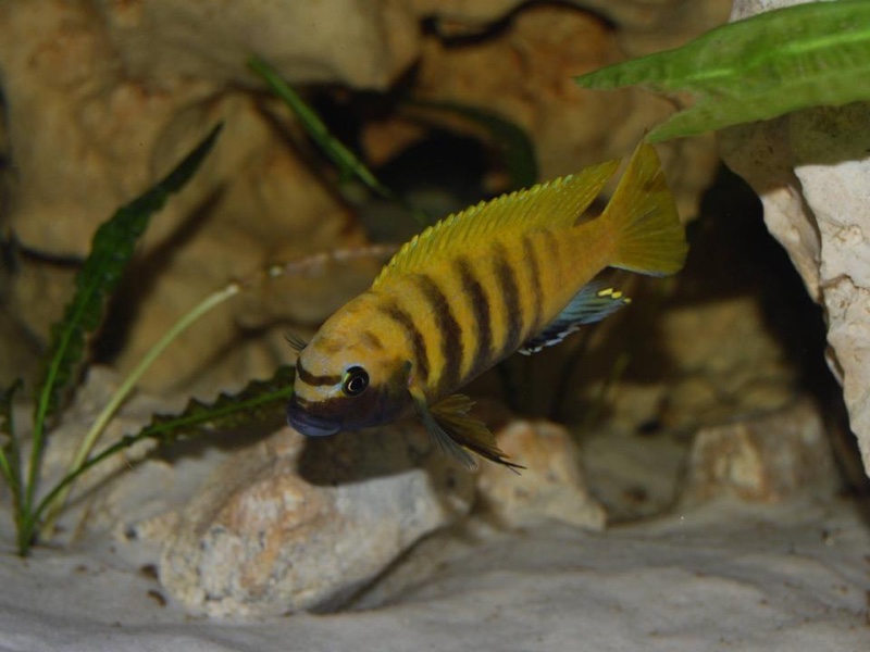 Maylandia sp. 'zebra gold' Kawanga